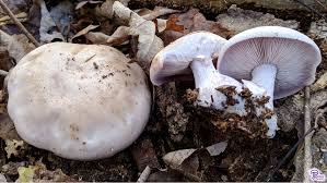 Attēlu rezultāti vaicājumam “Lepista nuda”