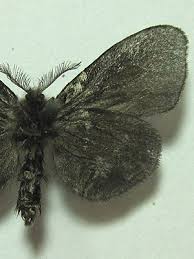 Attēlu rezultāti vaicājumam “Canephora hirsuta”