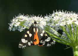 Attēlu rezultāti vaicājumam “Callimorpha dominula”