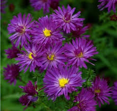 Image result for Aster novi-belgii