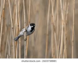 Attēlu rezultāti vaicājumam “Emberiza schoeniclus male”