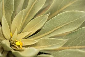 Attēlu rezultāti vaicājumam “Verbascum thapsus bud”