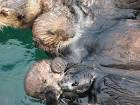Group of sea otter animals - via Daymix