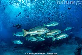 Image result for Lutjanus novemfasciatus