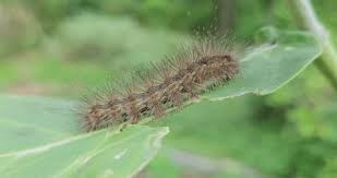 Attēlu rezultāti vaicājumam “Acronicta leporina larva”