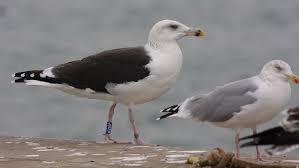 Attēlu rezultāti vaicājumam “Larus marinus”