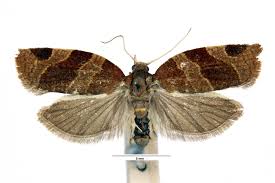 Attēlu rezultāti vaicājumam “Pandemis cinnamomeana”