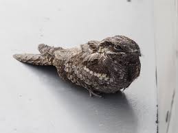 Attēlu rezultāti vaicājumam “Caprimulgus europaeus”