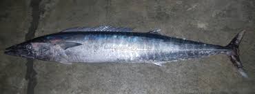 Image result for Acanthocybium solandri