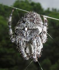 Attēlu rezultāti vaicājumam “Araneus angulatus”