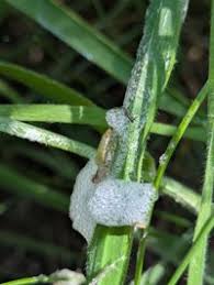 Attēlu rezultāti vaicājumam “Neophilaenus lineatus”