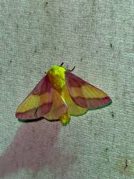 Attēlu rezultāti vaicājumam “Rusina ferruginea female”