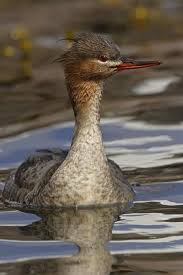 Attēlu rezultāti vaicājumam “Mergus serrator female”