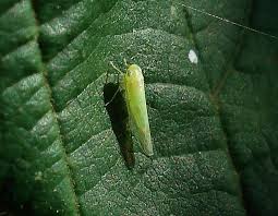 Attēlu rezultāti vaicājumam “Empoasca sp.”