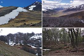 Attēlu rezultāti vaicājumam “Physarum, Nannengaella sp.”