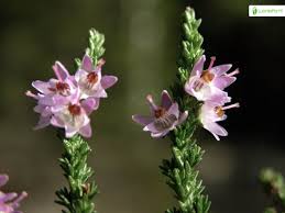Attēlu rezultāti vaicājumam “Calluna vulgaris flower”