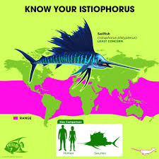 Image result for Istiophorus platypterus