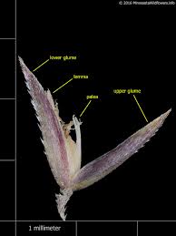 Attēlu rezultāti vaicājumam “Agrostis stolonifera subsp. straminea”
