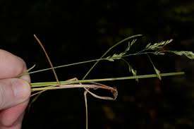 Attēlu rezultāti vaicājumam “Poa palustris”