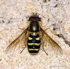 Attēlu rezultāti vaicājumam “Syrphus sp.”