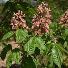 Attēlu rezultāti vaicājumam “Aesculus x neglecta flower”