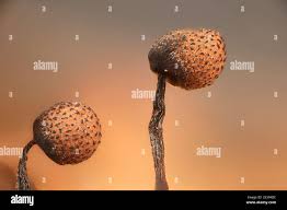 Attēlu rezultāti vaicājumam “Cribraria piriformis macro”