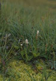 Attēlu rezultāti vaicājumam “Bistorta vivipara flower”