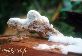 Attēlu rezultāti vaicājumam “Postia guttulata”