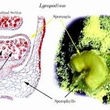 Attēlu rezultāti vaicājumam “Leiocolea rutheana sporophyte”