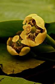 Attēlu rezultāti vaicājumam “Nuphar lutea fruit”