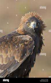 Attēlu rezultāti vaicājumam “Aquila chrysaetos adult”