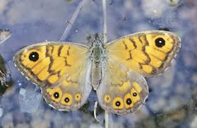 Attēlu rezultāti vaicājumam “Lasiommata megera male”