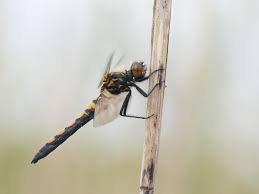 Attēlu rezultāti vaicājumam “Leucorrhinia”