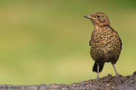 Attēlu rezultāti vaicājumam “Turdus merula juvenile”