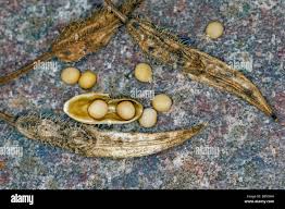 Attēlu rezultāti vaicājumam “Sinapis alba fruit”