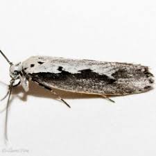 Attēlu rezultāti vaicājumam “Depressariidae”