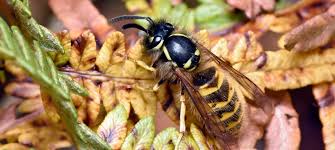 Attēlu rezultāti vaicājumam “Vespidae”
