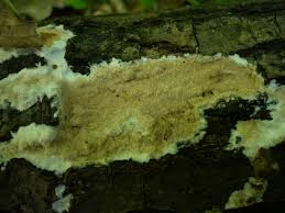 Attēlu rezultāti vaicājumam “Gloeoporus taxicola”