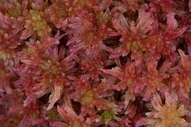 Attēlu rezultāti vaicājumam “Sphagnum tenellum”