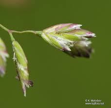 Attēlu rezultāti vaicājumam “Poa pratensis flower”