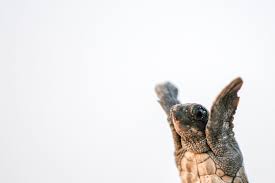 Image result for Caretta caretta