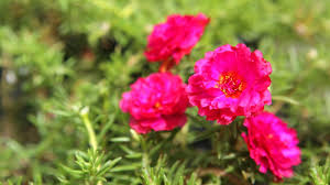 Attēlu rezultāti vaicājumam “Portulaca oleracea flower”