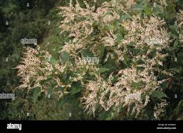 Attēlu rezultāti vaicājumam “Tragopogon heterospermus leaf”