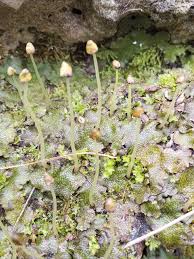 Attēlu rezultāti vaicājumam “Conocephalum salebrosum”