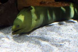 Image result for Gymnothorax funebris