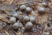 Attēlu rezultāti vaicājumam “Diderma umbilicatum”