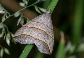 Attēlu rezultāti vaicājumam “Colobochyla salicalis”