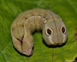 Attēlu rezultāti vaicājumam “Deilephila elpenor larva”