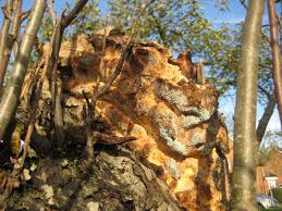 Attēlu rezultāti vaicājumam “Sarcodontia crocea”