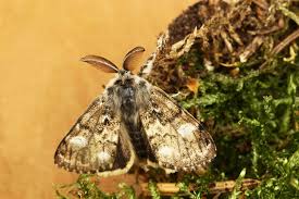 Attēlu rezultāti vaicājumam “Gynaephora selenitica”
